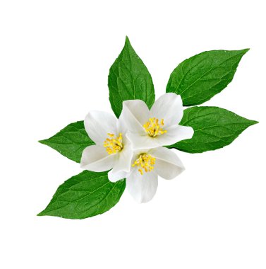 Beyaz Yasemin çiçeği. 