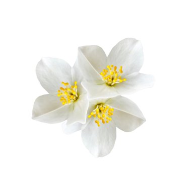 Beyaz Yasemin çiçeği. 