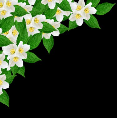 Beyaz Yasemin çiçeği. 