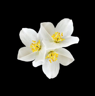 Beyaz Yasemin çiçeği. 