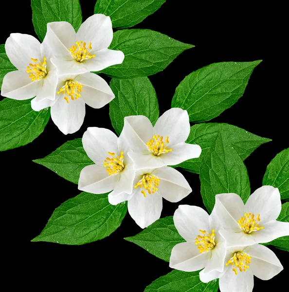 Flor de jasmim branca . — Fotografia de Stock