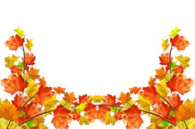 sonbahar yaprakları beyaz arkaplanda izole. 