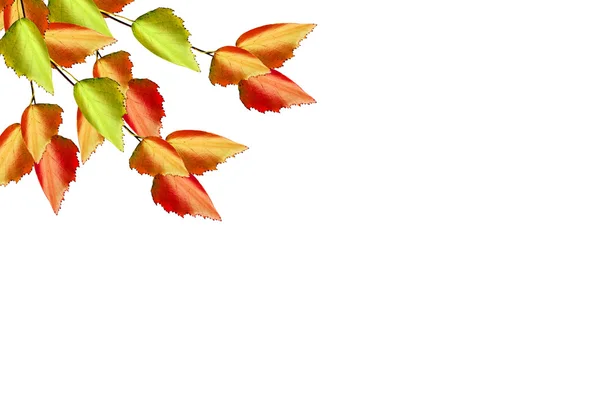 Őszi levelek elszigetelt fehér háttér. — Stock Fotó