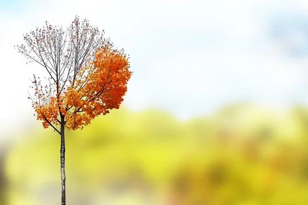 秋の風景です。公園でカラフルな美しい紅葉 — ストック写真