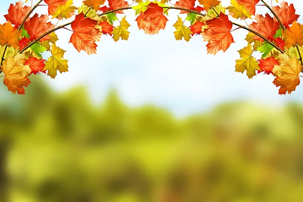 Jesień krajobraz. Piękne liście jesienią. Złotej jesieni. — Zdjęcie stockowe