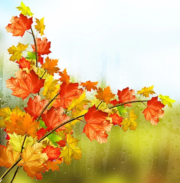 秋の風景です。美しい秋を紅葉します。黄金色の秋. — ストック写真