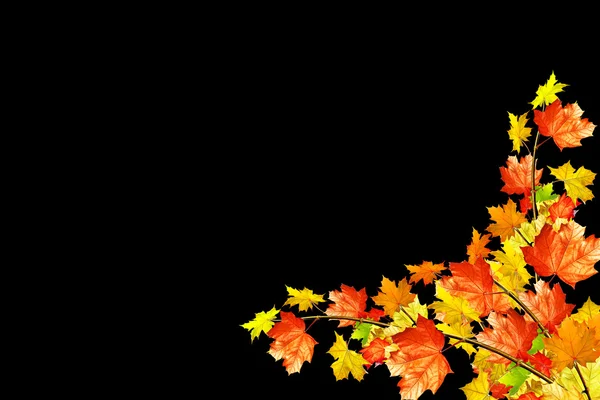 Folhas de outono isolado no fundo preto. — Fotografia de Stock