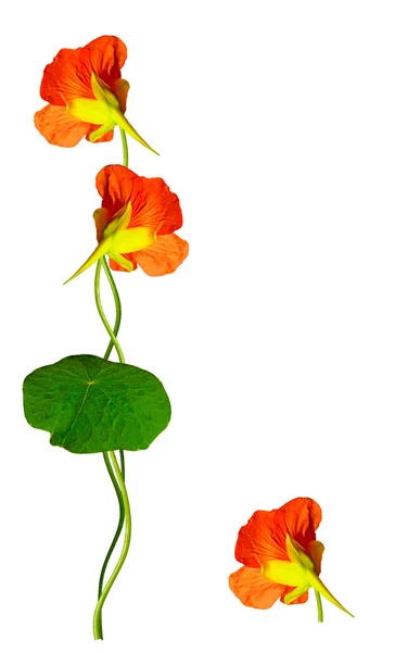 Nasturtium flowers isolated on white background — Stock Photo, Image