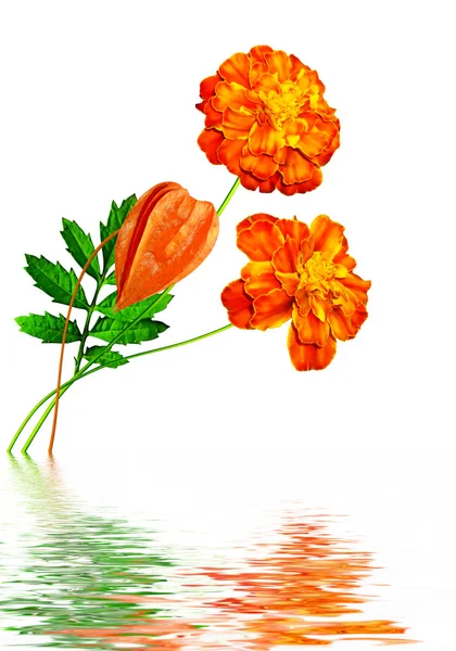 Marigold flowers isolated on white background — Stock Photo, Image