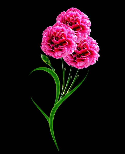 Bouquet of flowers carnation. — Stock Photo, Image