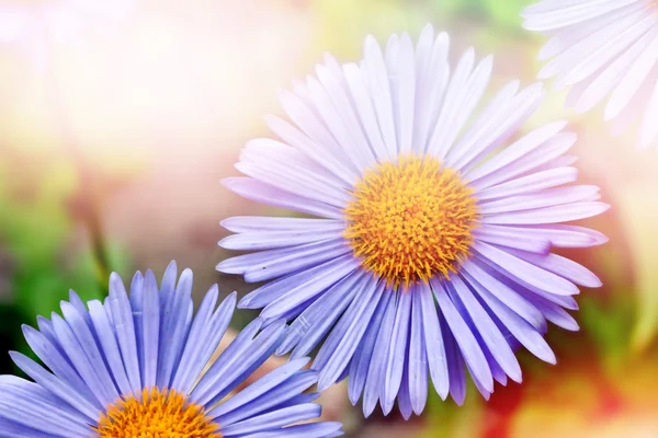 Paisaje de verano. Coloridas flores de margarita azul —  Fotos de Stock