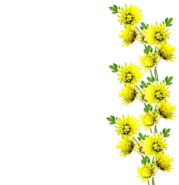 Höstens vackra färgglada chrysanthemum blommor isolerad på whit — Stockfoto