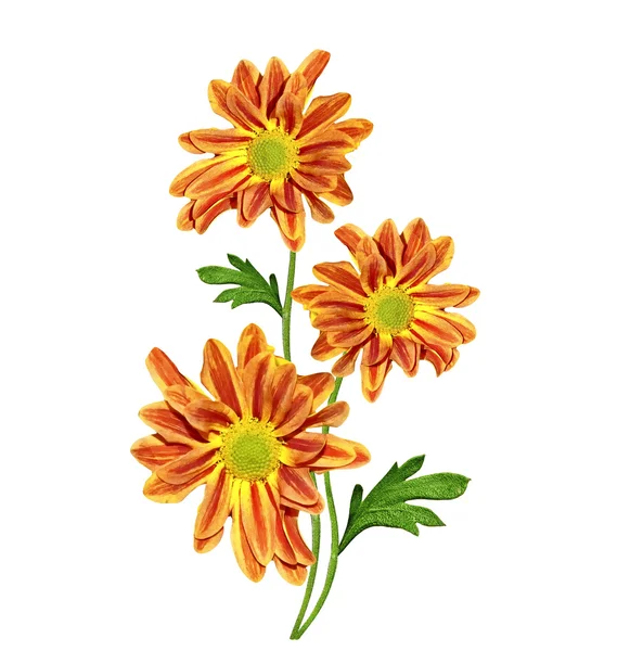 Höstens vackra färgglada chrysanthemum blommor isolerad på whit — Stockfoto