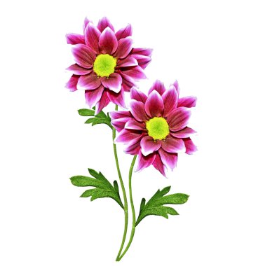 Whit üzerinde izole sonbahar güzel renkli kasımpatı çiçekleri