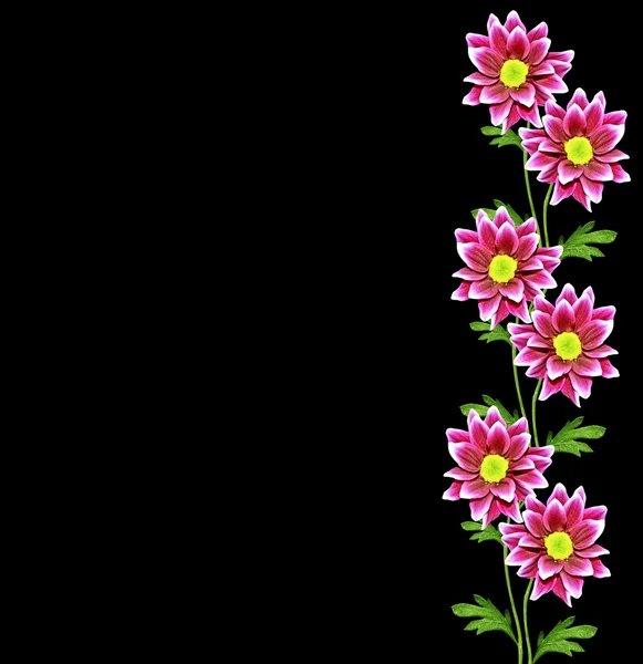 Ősz gyönyörű színes krizantém virág elszigetelt fekete — Stock Fotó