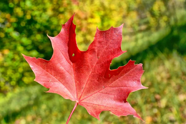 Paisaje de otoño. Hermosas hojas de otoño. Otoño dorado . — Foto de Stock