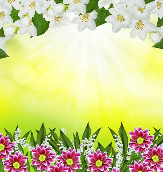 Frühlingslandschaft mit zarten Jasminblüten — Stockfoto