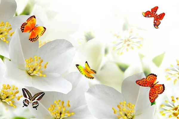 Voorjaar landschap met delicate jasmijn bloemen — Stockfoto