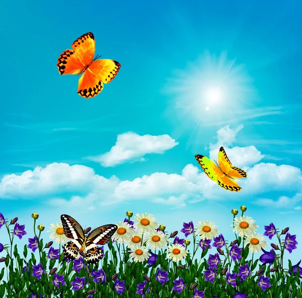 Daisy bloemen en klokken op een achtergrond van blauwe hemel met wolken — Stockfoto