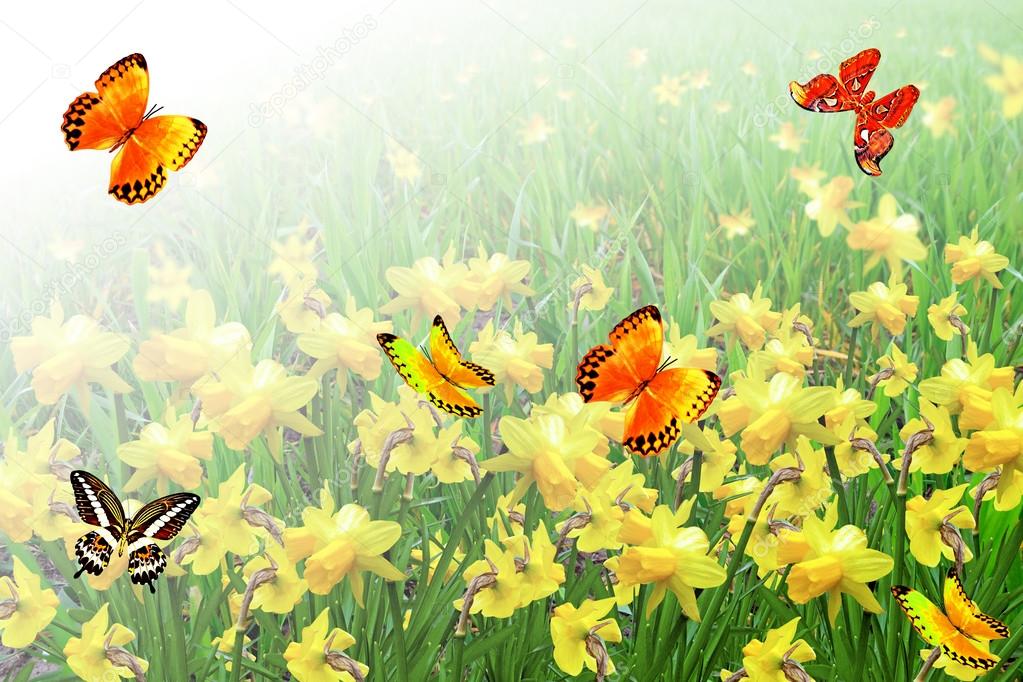 Summer landscape. flowers daffodils Stock Photo by ©alenalihacheva