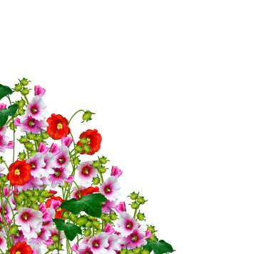 Mallow çiçekleri beyaz arkaplanda izole edilmiş