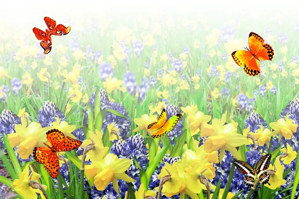 Летний пейзаж. цветы нарциссы и гиацинты — стоковое фото