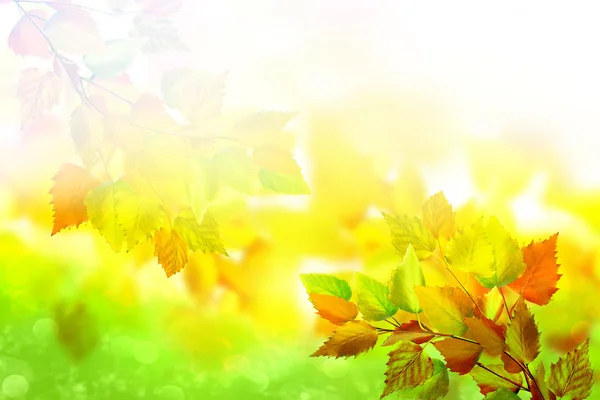 Осенний пейзаж. Красивые осенние листья. Золотая осень . — стоковое фото