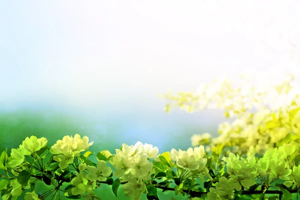 Frühlingslandschaft. blühender Apfelbaum. Frühjahrsblühender Garten. — Stockfoto