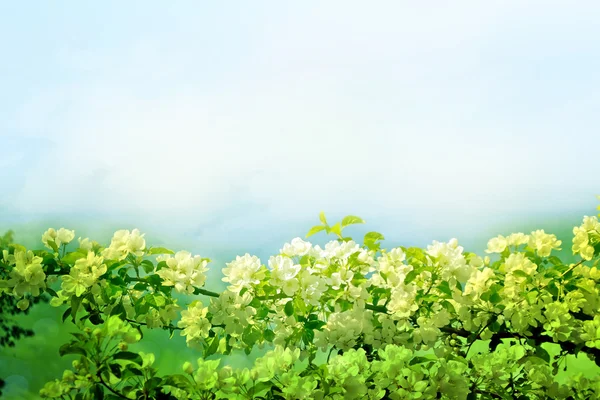 Paisaje de primavera. manzano floreciente. Jardín con flores de primavera . —  Fotos de Stock