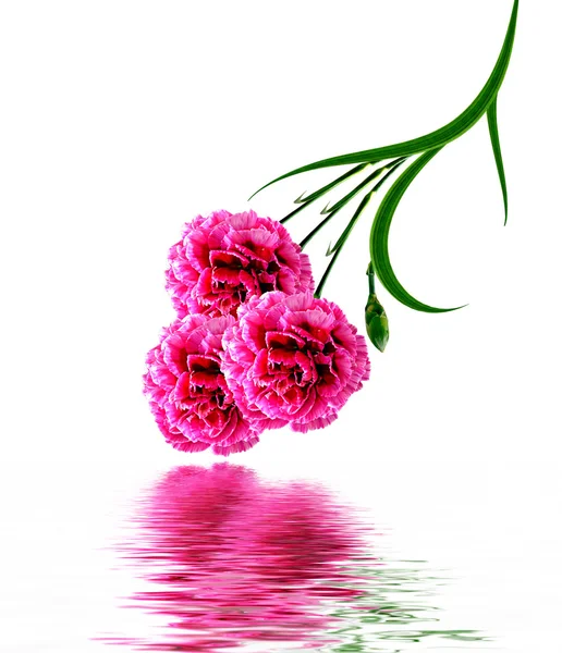 Bouquet of flowers carnation. — Stock Photo, Image