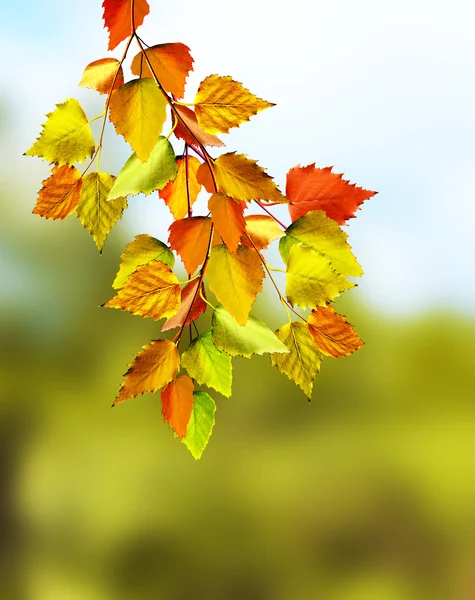 Осенний пейзаж. Красивые осенние листья. Золотая осень . — стоковое фото