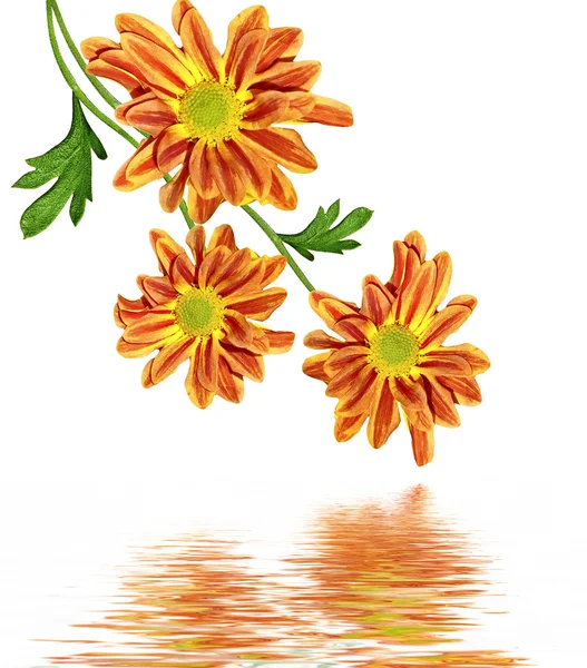 Autumn beautiful colorful chrysanthemum flowers isolated on whit — Stock Photo, Image