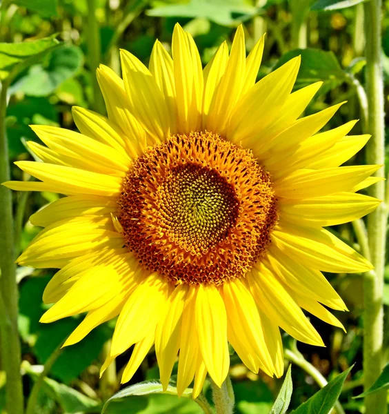 Beau champ de tournesol en été. fleurs jaunes — Photo