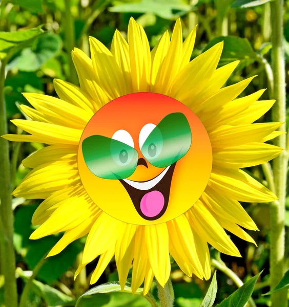 Belo campo de girassol no verão. flores amarelas — Fotografia de Stock