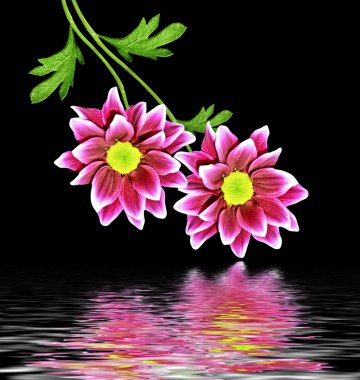 Blac üzerinde izole sonbahar güzel renkli kasımpatı çiçekleri