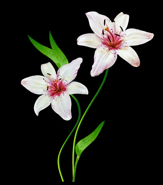 White lily flower on a black background — Stock Photo, Image