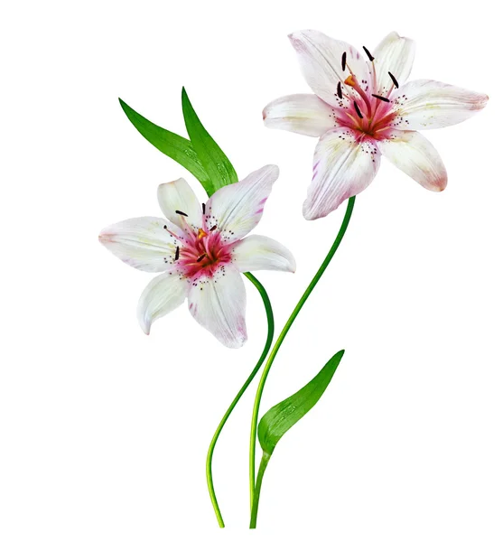 Flower lily isolated on white background. — Stock Photo, Image