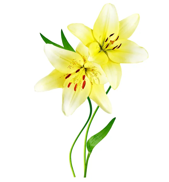 Flower lily isolated on white background. — Stock Photo, Image