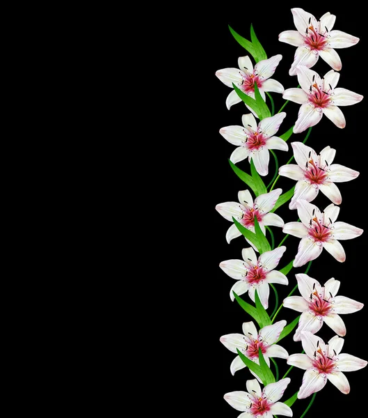 Weiße Lilienblüte auf schwarzem Hintergrund — Stockfoto