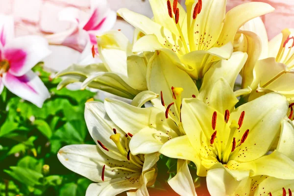 Bunte schöne Blumen Lilie auf dem Hintergrund des Sommers — Stockfoto