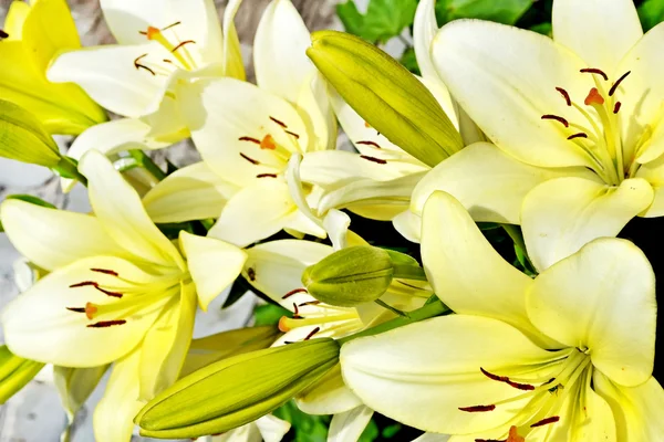 Bunte schöne Blumen Lilie auf dem Hintergrund des Sommers — Stockfoto
