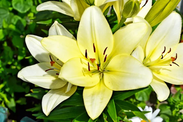 Belles fleurs colorées lis sur le fond de l'été — Photo