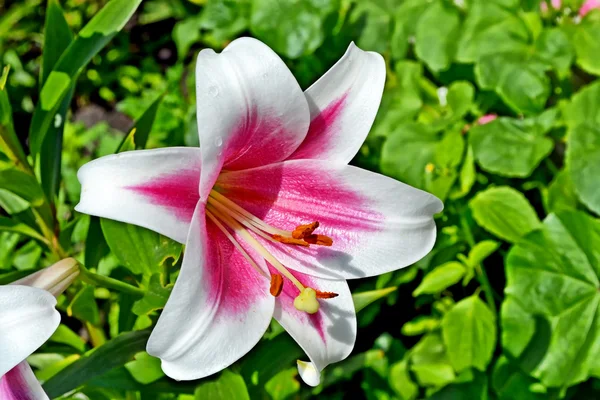 Coloridas flores hermosas lirio en el fondo del verano —  Fotos de Stock