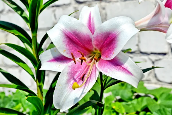 Bunte schöne Blumen Lilie auf dem Hintergrund des Sommers — Stockfoto