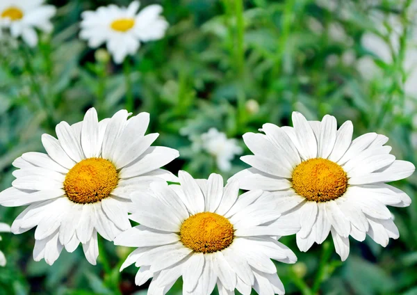 Wildflowers daisies. Summer landscape. white chamomile flowers — Stock Photo, Image