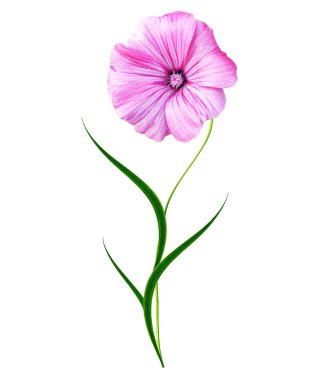 Petunya çiçekleri beyaz arkaplanda izole edilmiş