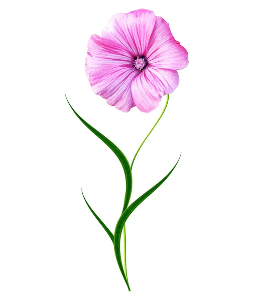 Petunia blommor isolerad på vit bakgrund — Stockfoto