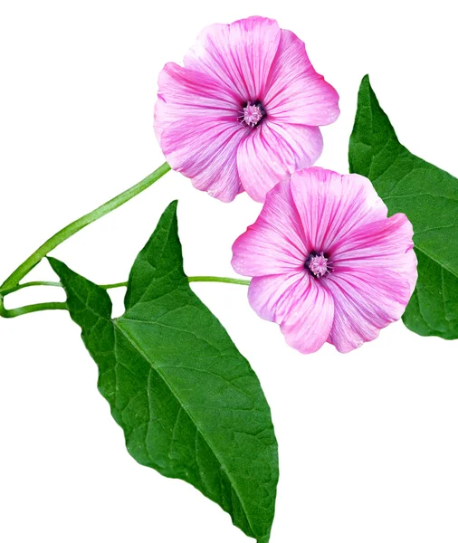 Petunia blommor isolerad på vit bakgrund — Stockfoto