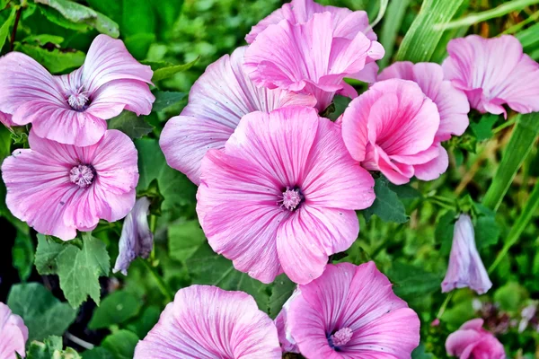 Beautiful beautiful delicate flowers of petunias. Summer landsca — Stock Photo, Image