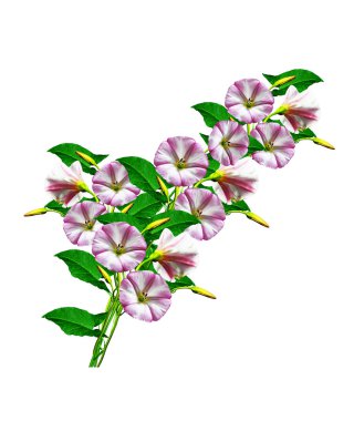 Petunya çiçekleri beyaz arkaplanda izole edilmiş